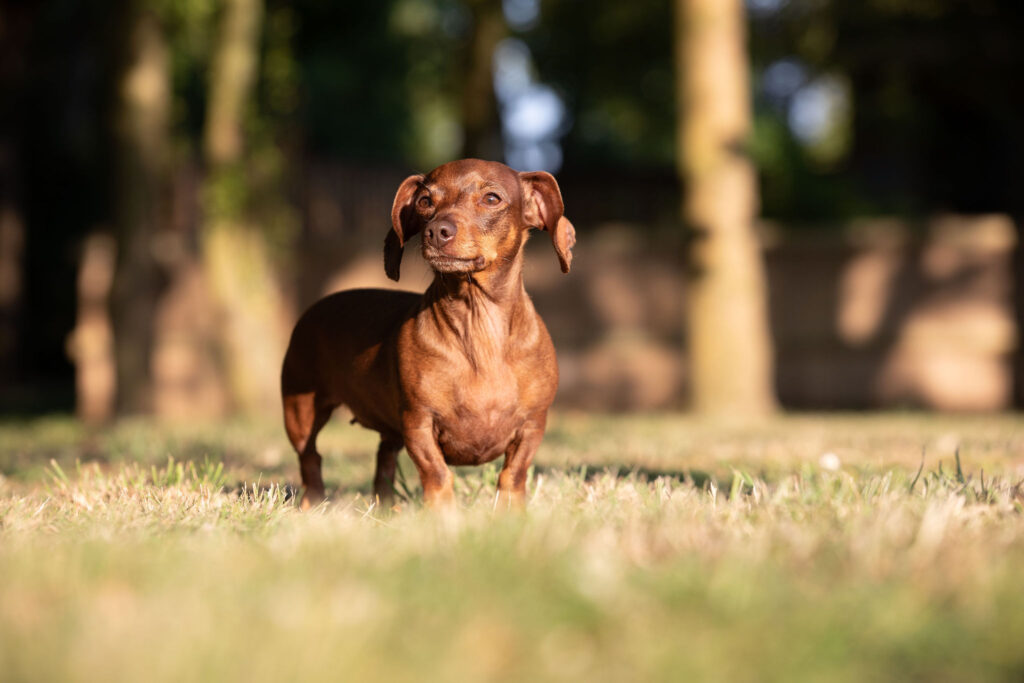 Dog Friendly cottage | lodges